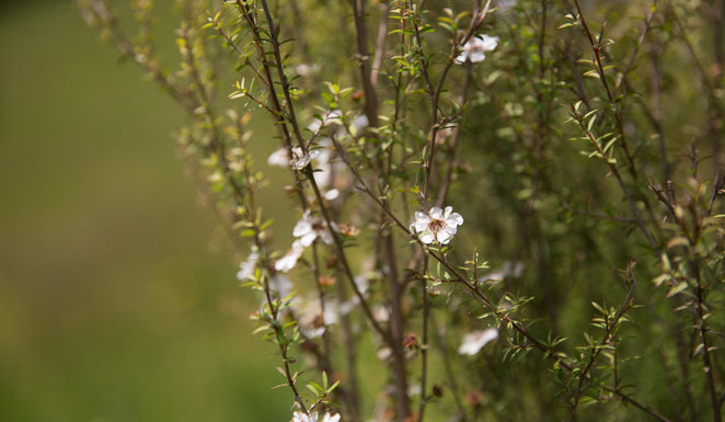 The Mānuka Bush