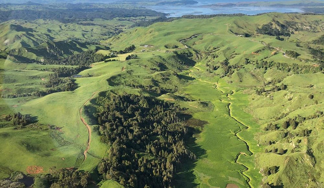 Where does Manuka Honey come from? Our British travel writer visits New Zealand’s Manuka country to find out