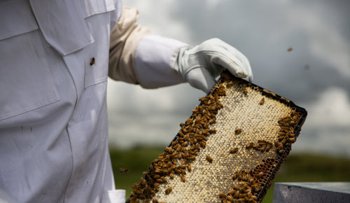 Manuka honey and bee welfare – what should you know before choosing a brand?